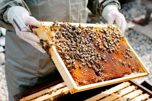 How To Start A Honey Bee Farming Business