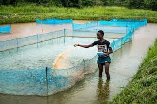 Comprehensive Guide To Small Scale African Catfish Farming