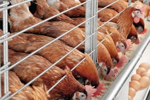 Poultry Keeping & Management