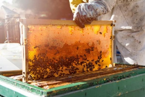 Beekeeping - Training Manuals
