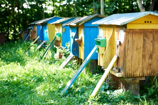 Beekeeping in the Caribbean