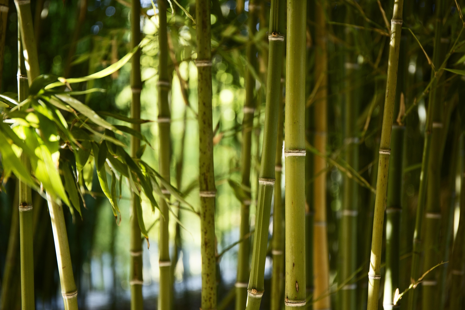 Bamboo Cultivation