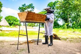Beekeeping Business Opportunities in Nigeria